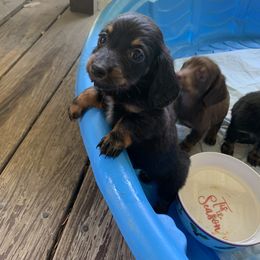 Dachshund Puppies from L & A Dachshunds