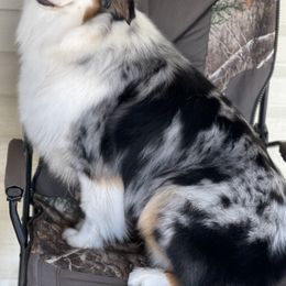 Australian Shepherd All Grown Up from Shockwave Australian Shepherds