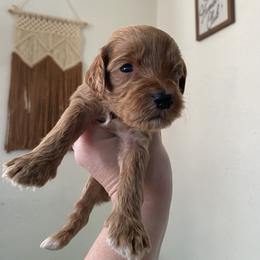 Crunch Bar - Goldendoodle puppy from Lola Bear Goldendoodles