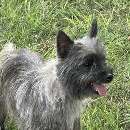Cricket - Cairn Terrier