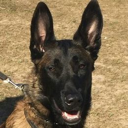 Belgian Malinois and German Shepherds from Debby Sundstrom
