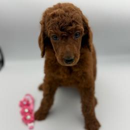 Daiquiri - Red  female Poodle puppy in Mount Vernon, Illinois from AMC Poodles