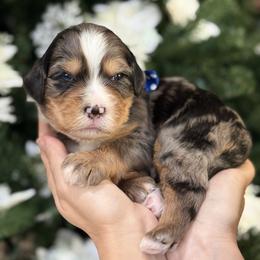 Zion - blue collar male - Tri-color male Bernedoodle puppy in Yuciapa, California from AlltheDoodlez_