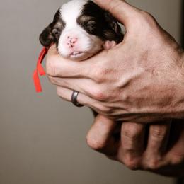 Toby - Black and tan male Pembroke Welsh Corgi puppy in South Otselic, New York from Ridge Top Corgis