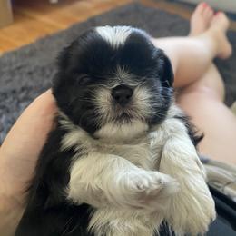 Shih Tzu Puppies from Eastern Long Island Shih Tzu