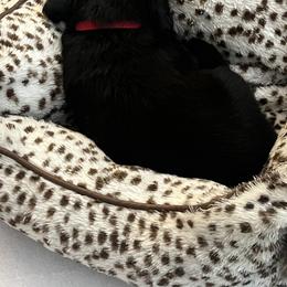 "Sleeping Angel of Kasey / Katie" Giant Schnauzer Puppies from Giant Strides Giants