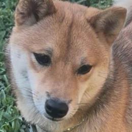 Ruby - Shiba Inu