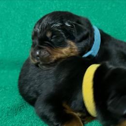 Blue - Black and mahogany male Rottweiler puppy in Kissimmee, Florida from Macht Haus Rottweilers