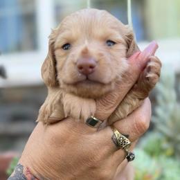 Princess Goldie  the cream - Cream female Dachshund puppy in El Cajon, California from Lisa Buxton