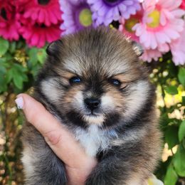 Elysium - Orange sable female Pomeranian puppy in Sacramento, California from Melodyland's Beautiful Pomeranians
