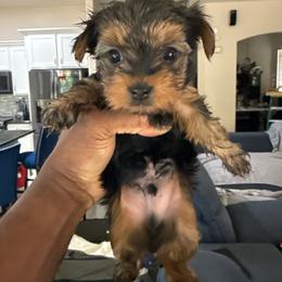 Orange - Black and tan male Yorkshire Terrier puppy in North Las Vegas, Nevada from KD's Yorkshire Terriers