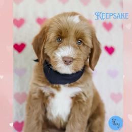 Keepsake - Caramel red male Australian Labradoodle puppy in Redding, California from Shasta Royal Monroe Puppies