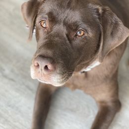 Aussiedoodle Puppies from Gore Doodle Ranch