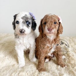 Goldendoodle Puppies from Eagle Mountain Doodles
