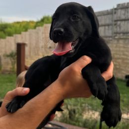 Labrador Retriever Puppies from Balanced Rock Retrievers