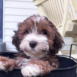 Havanese from Cajun Coast Havanese