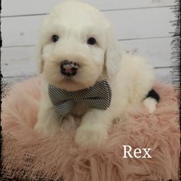 Rex - Black and white male Sheepadoodle puppy in Farley, Iowa from Iowa's Doodle Co.