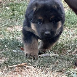 German Shepherd Puppies from Segen Von Gott German Shepherd’s