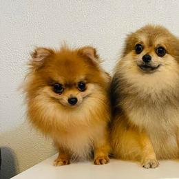 Pomeranians from Dory Poms Zuñiga