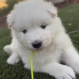 Lime green - White female Samoyed puppy in Paulden, Arizona from Carefree Samoyeds & Deserthills Labradors