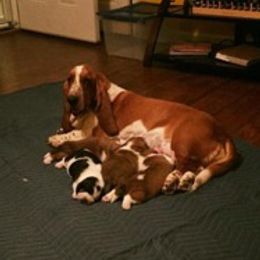 Basset Hounds from Barnes Basset Hounds