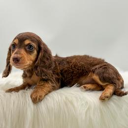 Stella - Chocolate and tan female Dachshund puppy in Litchfield, Illinois from Charmm Dachshunds