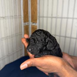 Pluto - Black male Poodle puppy in Fort Lauderdale, Florida from SoFlo Standard Poodles