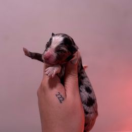 Girl 1 - Blue merle female Australian Shepherd puppy in Orlando, Florida from Skaky Shepherds