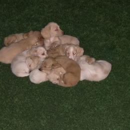 Dachshund puppies from Crowned Doxies
