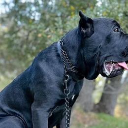 Cane Corso from Capitol City Cane Corso