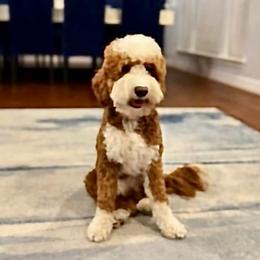 Phillip - Goldendoodle