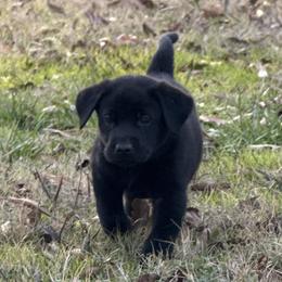 Teal - Black male Labrador Retriever puppy in Kinta, Oklahoma from Beaver Creek Kennels