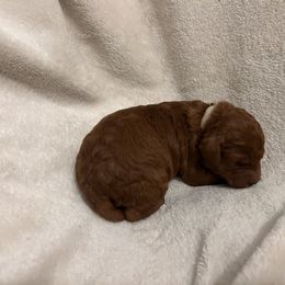 White collar - Red  male Goldendoodle puppy in North Carolina from Lynes of Doodles