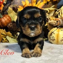 Cleo - Black and tan female Cavalier King Charles Spaniel puppy in Ormond Beach, Florida from Parkside Cavaliers
