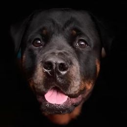 Nyla - Rottweiler