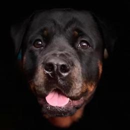 Nyla - Rottweiler