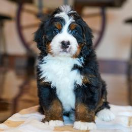 Schmidt - Tri-color male Bernedoodle puppy in Dundee, Ohio from Down Home Doodle