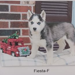 Fiesta - Black and white Siberian Husky puppy in Coatesville, Pennsylvania from Amore Puppies