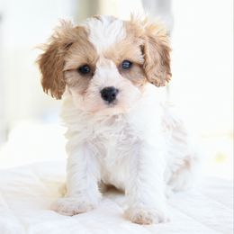 Tanner - Blenheim male Cavapoo puppy in Lawton, Oklahoma from Lindsey’s Cavies