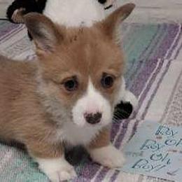 Boy 1 - Red male Pembroke Welsh Corgi puppy in Tucson, Arizona from Sierrita Mountain Corgis