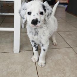 Roman - White black and tan male Dalmatian puppy in Janesville, Wisconsin from Legacy Dalmatians