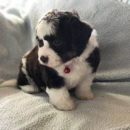 Aussiedoodle Puppies from Ohana Companions