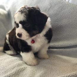 Aussiedoodle Puppies from Ohana Companions