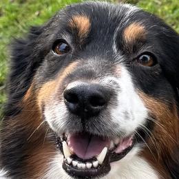 Miniature American Shepherds from Malachi Kennels