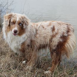 Miniature Australian Shepherds and Toy Australian Shepherds from BK Rustic Aussies