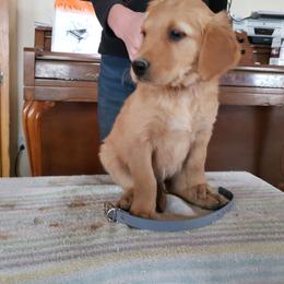 Grey - Dark golden male Golden Retriever puppy in Merino, Colorado from High Plains Goldens