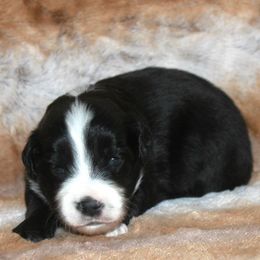 Solar - Black & white male Miniature Australian Shepherd puppy in Ionia, Iowa from Sapphire Stables