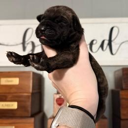 Daydream - Brindle female Great Dane puppy in Jerusalem, Arkansas from Mara Danes