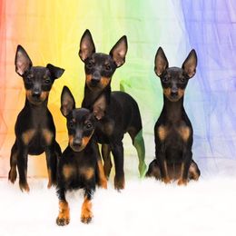 Ibizan Hound and Manchester Terrier Puppies from Dugualla