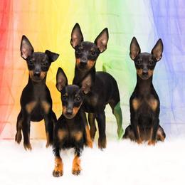 Ibizan Hound and Manchester Terrier Puppies from Dugualla